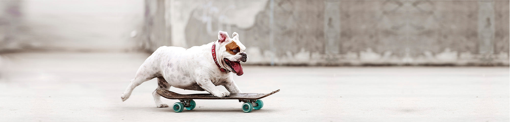 dog on skateboard