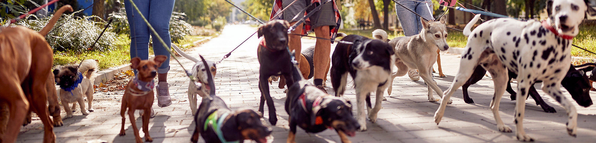 dogs on leash